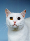 Domestic Cat  Odd-Eyed