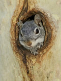Arizona Grey Squirrel  Ilooking out of Hole in Sycamore Tree  Arizona  USA