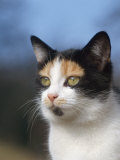 Domestic Cat Portrait  Europe