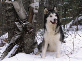 Alaskan Malamute Dog in Snow  USA