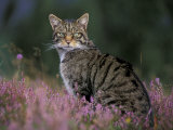 Wild Cat Portrait Amongst Heather  Cairngorms National Park  Scotland  UK