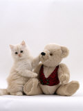 Domestic Cat  Cream Fluffy Kitten with Teddy Bear