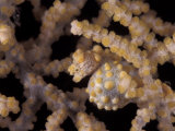 Pygmy Seahorse Camouflaged in Fan Coral  Indo-Pacific
