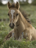 Mustang / Wild Horse Colt Foal Resting Portrait  Montana  USA Pryor Mountains Hma