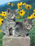 Domestic Cat  Two Kittens (Felis Catus)