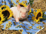 Domestic Piglet and Sunflowers  USA
