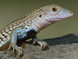 Texas Spotted Whiptail Lizard  Male  Texas  USA