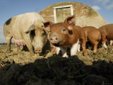 Free Range Organic Pig Sow with Piglets  Wiltshire  UK
