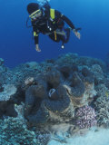 Diver and Giant Clam in Coral Reef  Great Barrier Reef  Australia