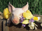 Mixed Breed Domestic Piglet  USA