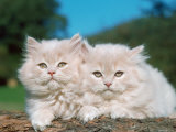 Two Persian Cats  Kittens (Felis Catus)