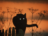 Black Domestic Cat Silhouetted Against Sunset Sky  Eyes Reflecting the Light  UK