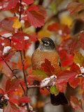 American Robin  Male in Black Hawthorn  Grand Teton National Park  Wyoming  USA