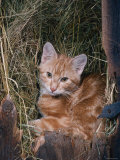 Domestic Cat  Ginger  Europe