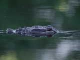 American Alligator Submerged  Sanibel Is  Florida  USA