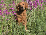 Golden Retriever Amongst Meadow Flowers  USA