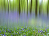 Bluebells in Beech Wood Abstract  Scotland  UK