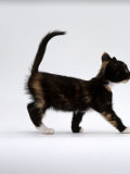 Domestic Cat  7-Week Tortoiseshell Kitten Walking Profile