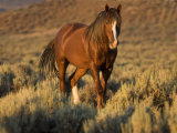 Mustang / Wild Horse  Chestnut Stallion Walking  Wyoming  USA Adobe Town Hma