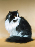 Persian Domestic Cat  Bi-Colored