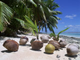 Coconut Palm Seedlings (Cocos Nucifera) on Tropical Beach  Seychelles