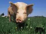 Domestic Pig Portrait  USA