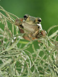 Mexican Treefrog  on Spanish Moss  Texas  USA