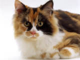 Domestic Cat  Tortoiseshell and White