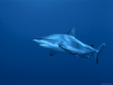Grey Reef Shark  Coral Sea  Queensland  Australia