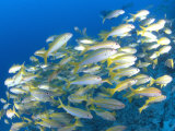 Schooling Bigeye Snappers  Great Barrier Reef  Australia