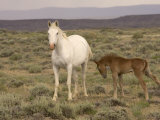 Mustang / Wild Horse  Grey Mare with Colt Foal Stretching  Wyoming  USA Adobe Town Hma