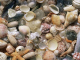 Sea Shells on the Sea Shore  Florida  USA