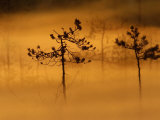 Scots Pines  in Morning Mist  Finland