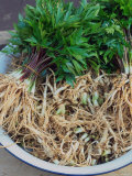 Asian Ginseng (Panax Ginseng)