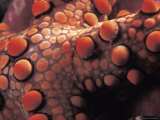 Detail of Starfish Skin (Nardoa Sp) Indo-Pacific