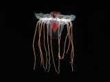 (Periphylla Sp) Juvenile  Jellyfish  Deep Sea Atlantic Ocean