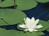 White Water Lily  Switzerland