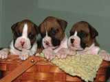 Three Boxer Puppies  USA