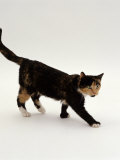Domestic Cat  Polydactyl Tortoiseshell Showing Muscle Wastage and in Poor Condition