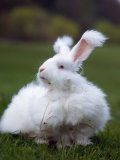 Domestic Angora Rabbit