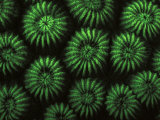 Hard Corals  Fluorescent Under Uv Light  Papua New Guinea