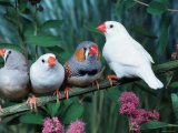 Zebra Finches (Taeniopygia Guttata)
