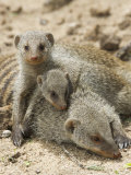 Banded Mongoose and Young  Etosha National Park  Namibia
