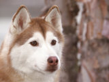 Siberian Husky Portrait  USA