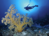Diver and Soft Coral  Great Barrier Reef  Queensland  Australia
