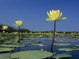 Yellow Water Lilies  in Bloom on Lake  Welder Wildlife Refuge  Sinton  Texas  USA