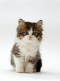 Domestic Cat  7-Week Tabby and White Persian-Cross Kitten