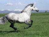 Grey Andalusian Stallion Cantering with Rocky Mtns Behind  Colorado  USA