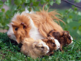 Domestic Guinea Pig with Young  Europe