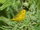 Yellow Warbler  Male  South Padre Island  Texas  USA